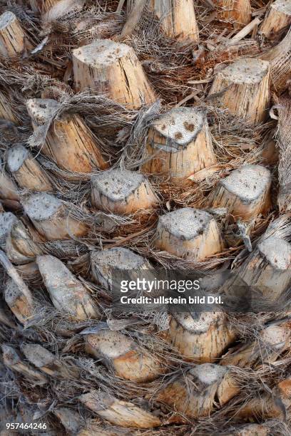 Reste alterabgestorbener Blätter im unteren Teil einer Kanarische Dattelpalme , Playa Blanca, Insel Lanzarote, Kanarische Inseln, Kanaren, Spanien
