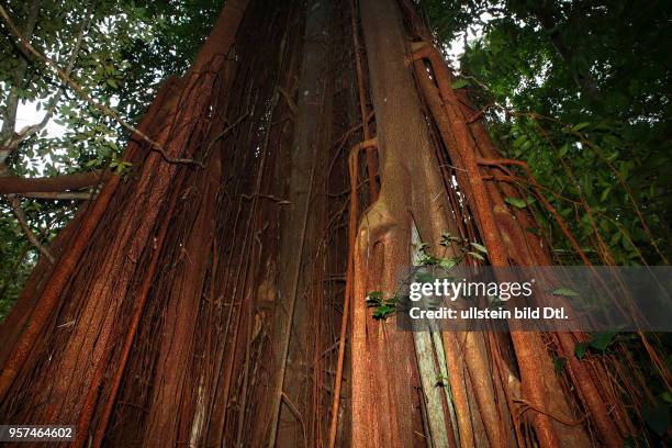 Würgfeige im tropischen Regenwald, Dschungel, Permai Rainforest, Sarawak, Borneo, Malaysia, Asien