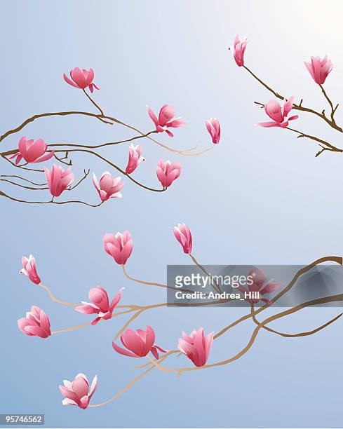 magnolia tree - magnolia stock illustrations