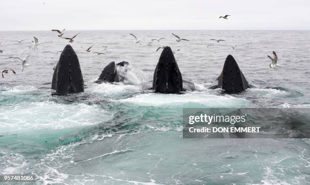 Group of humpback whales feed in the Stellwagen Bank National Marine Sanctuary May 10, 2018 near Gloucester, Massachusetts. - The humpbacks were...