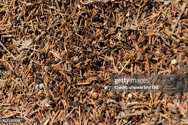 Ameisenhaufen, Fichtelgebirge, Oberfranken, Bayern, Deutschland