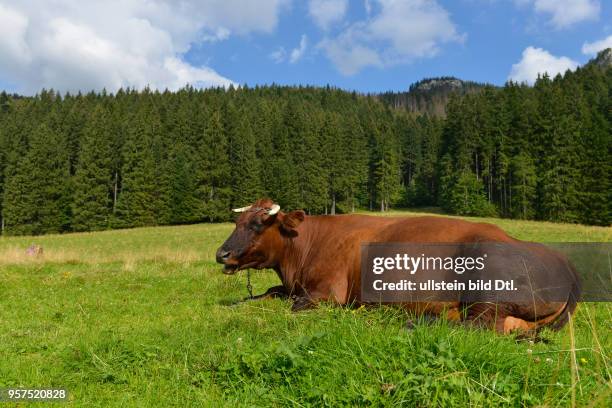 Kuh, Dolina Koscieliska, Hohe Tatra, Polen