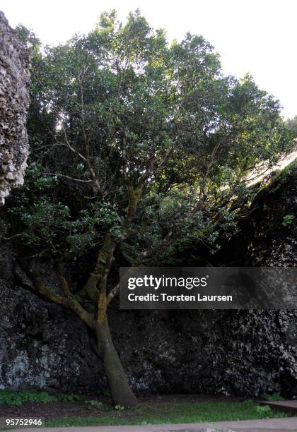 Tree at Arbol Santa Garoe on El Hierro Island, January 13, 2010 in El Hierro Island, Spain. The island inspired and features in the new film 'Hierro'...