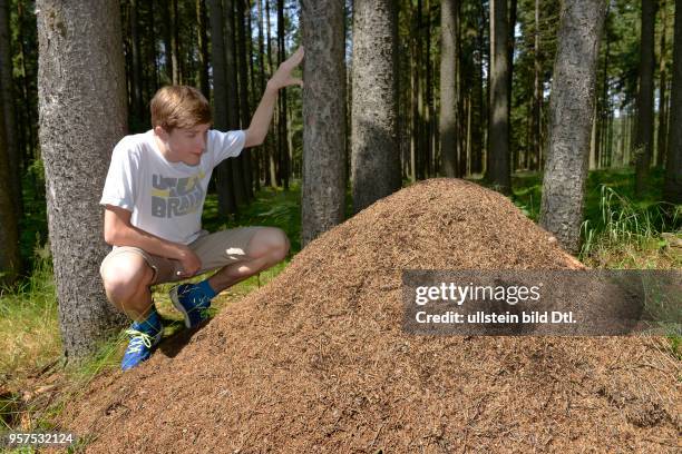 Ameisenhaufen, Fichtelgebirge, Oberfranken, Bayern, Deutschland