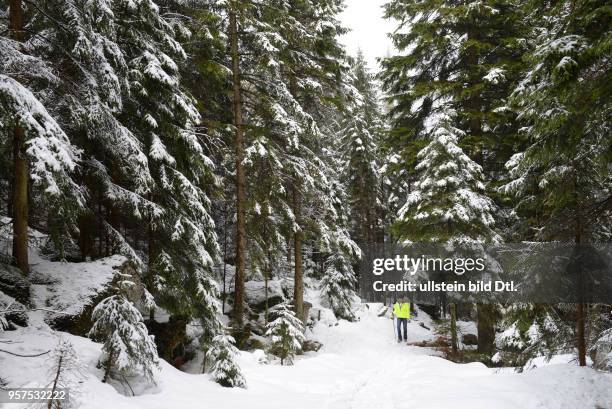 Winterwald, Karpacz, Riesengebirge, Niederschlesien, Polen