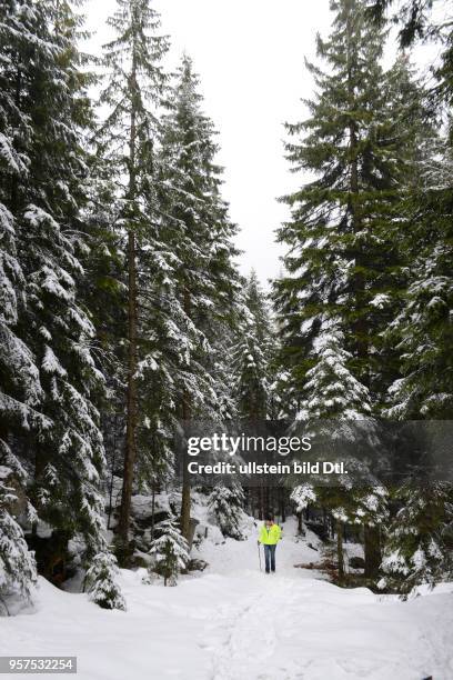 Winterwald, Karpacz, Riesengebirge, Niederschlesien, Polen