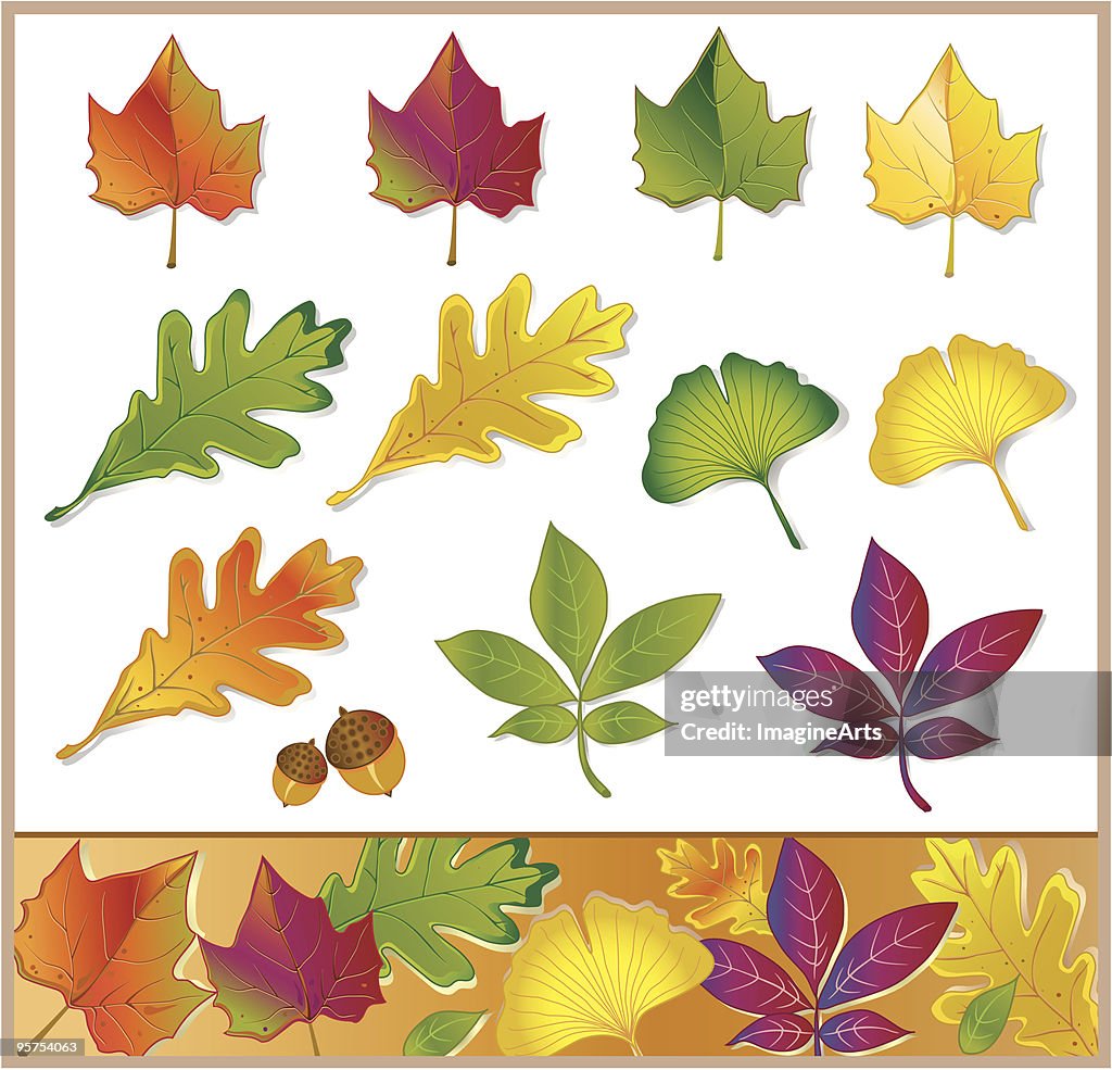 Fall and Summer Leaves