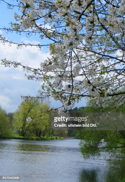 Stadtansicht Sachsen Rochlitz Mulde Flussaue Frühling Baumblüte Obstbaumblüte Kirschblüte blühen Landschaft Fluß Fluss
