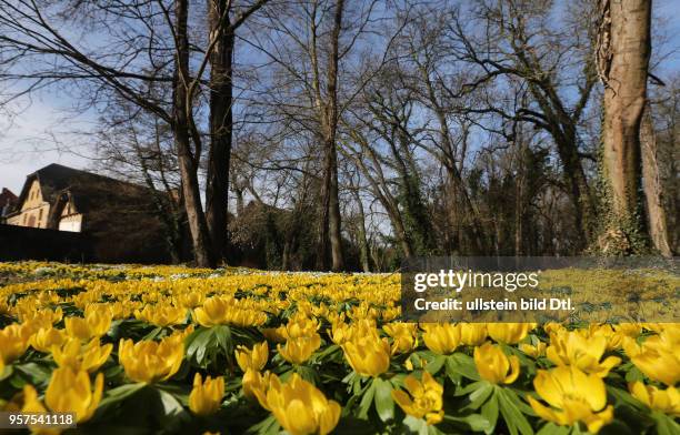 Schloß Ostrau Schloßpark Winterlinge blühen Blüten Frühblüher Frühlingsblüher Blumen Frühling Frühjahr wetter