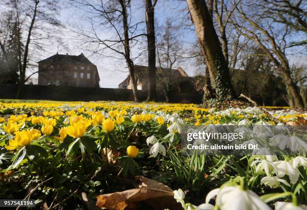 Schloß Ostrau Schloßpark Winterlinge blühen Blüten Frühblüher Frühlingsblüher Blumen Frühling Frühjahr wetter