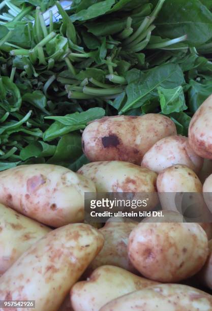 Kroatien Istrien Pula Ansicht Stadtansicht Gemüsemarkt Markt Obst und Gemüse Direkterzeuger Kartoffeln Salat