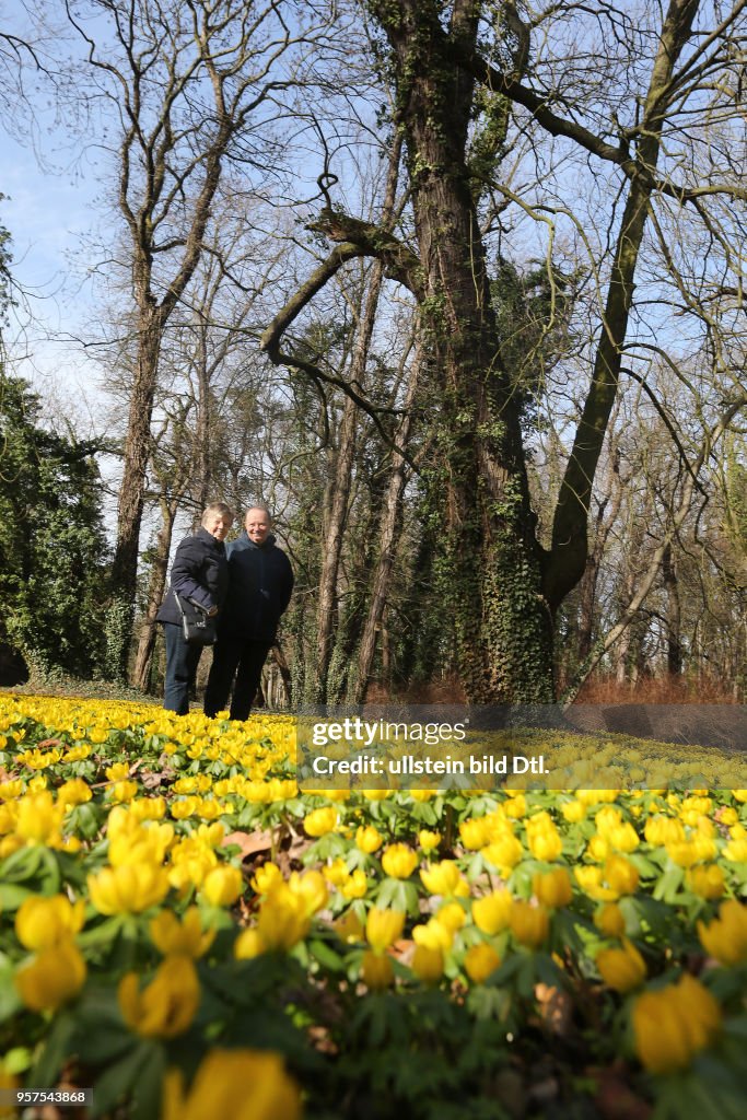 Schloß Ostrau Schloßpark Winterlinge blühen Blüten Frühblüher Frühlingsblüher Blumen Frühling Frühjahr wetter