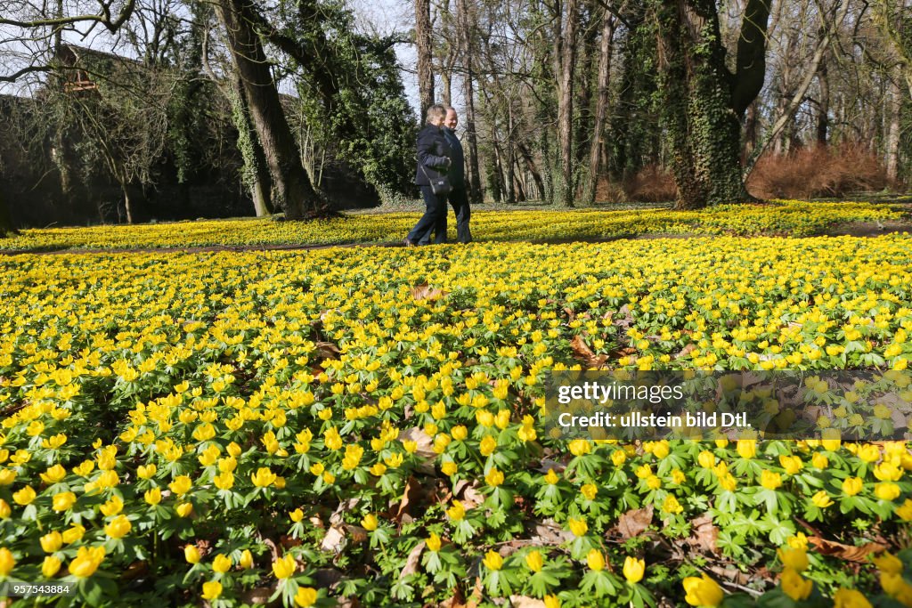 Schloß Ostrau Schloßpark Winterlinge blühen Blüten Frühblüher Frühlingsblüher Blumen Frühling Frühjahr wetter
