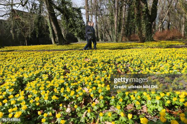 Schloß Ostrau Schloßpark Winterlinge blühen Blüten Frühblüher Frühlingsblüher Blumen Frühling Frühjahr wetter