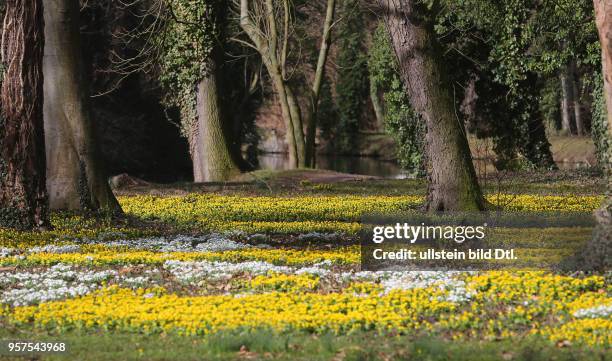 Schloß Ostrau Schloßpark Winterlinge blühen Blüten Frühblüher Frühlingsblüher Blumen Frühling Frühjahr wetter