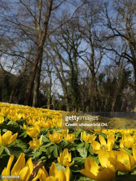 Schloß Ostrau Schloßpark Winterlinge blühen Blüten Frühblüher Frühlingsblüher Blumen Frühling Frühjahr wetter