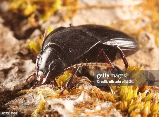 Käfer Laufkäfer Carabidae Abax ovalis Ovaler Brettläufer Ovaler Breitläufer Insekt Insekten Tier Tiere Naturschutz geschützte Art Macroaufnahme...