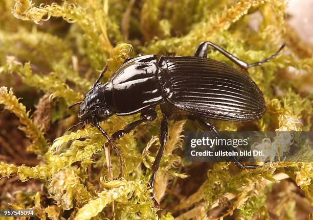 Käfer Laufkäfer Carabidae Schwarzer Schulterläufer Großer Breitkäfer Abax parallelepipedus Insekt Insekten Tier Tiere Naturschutz geschützte Art...