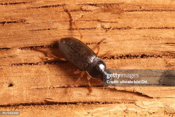 Käfer Laufkäfer Carabidae Harpalus griseus Kleiner Acker-Schnellläufer Insekt Insekten Tier Tiere Naturschutz geschützte Art Macroaufnahme...