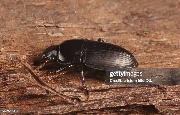 Käfer Laufkäfer Carabidae Harpalus caspius Schnellläufer Insekt Insekten Tier Tiere Naturschutz geschützte Art Macroaufnahme Makroaufnahme...