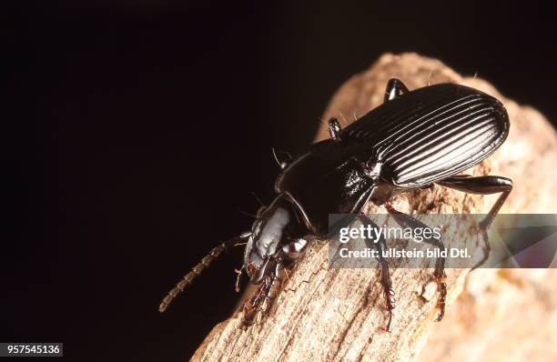 Käfer Laufkäfer Carabidae Pterostichus melanarius Gemeiner Grabkäfer Insekt Insekten Tier Tiere Naturschutz geschützte Art Macroaufnahme...