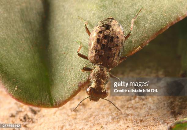 Käfer Laufkäfer Carabidae Elaphrus aureus Gold-Uferläufer Insekt Insekten Tier Tiere Naturschutz geschützte Art Macroaufnahme Makroaufnahme...