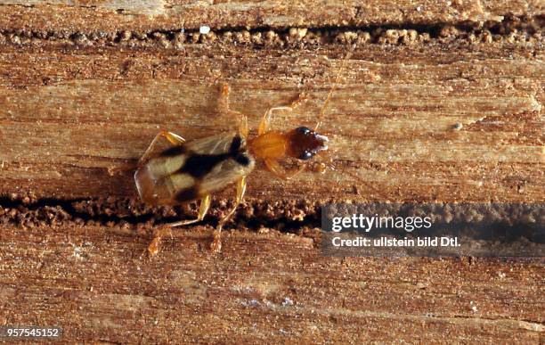 Käfer Laufkäfer Carabidae Demetrias imperialis Gefleckter Halmläufer Insekt Insekten Tier Tiere Naturschutz geschützte Art Macroaufnahme...