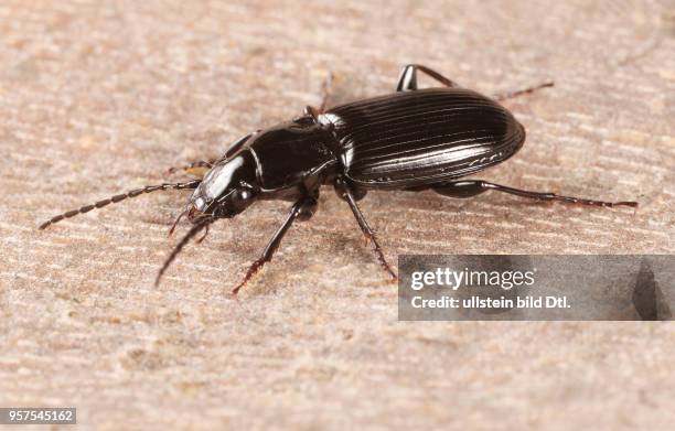 Käfer Laufkäfer Carabidae Pterostichus anthracinus Kohlschwarzer Grabläufer Anthrazit-Grabläufer Insekt Insekten Tier Tiere Naturschutz geschützte...