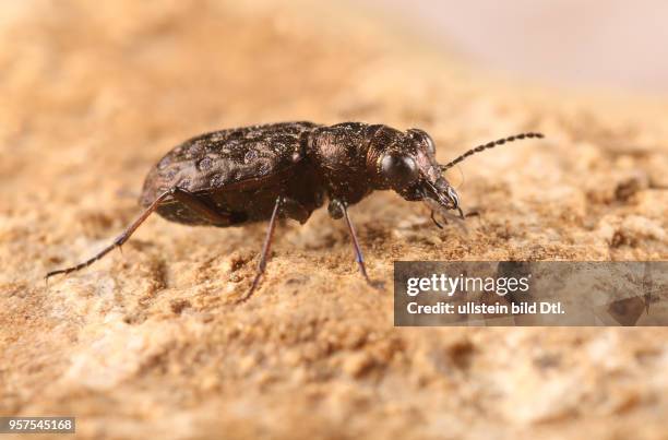 Käfer Laufkäfer Carabidae Kupferfarbener Uferläufer oder Bronzefarbener Raschkäfer Elaphrus cupreus Insekt Insekten Tier Tiere Naturschutz geschützte...