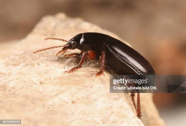 Käfer Laufkäfer Carabidae Harpalus politus Insekt Insekten Tier Tiere Naturschutz geschützte Art Macroaufnahme Makroaufnahme Macrofotografie...