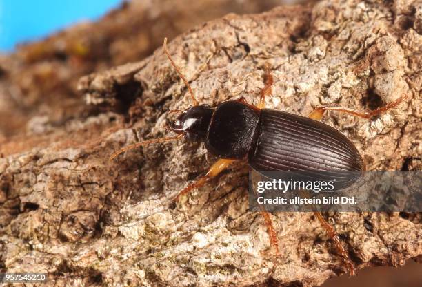 Käfer Laufkäfer Carabidae Harpalus griseus Kleiner Acker-Schnellläufer Insekt Insekten Tier Tiere Naturschutz geschützte Art Macroaufnahme...