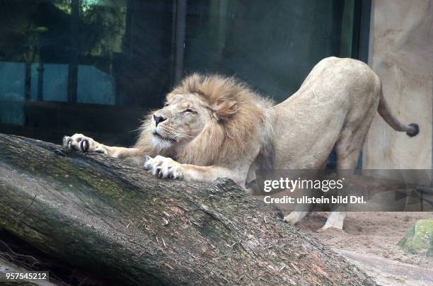 Bergzoo Halle // Die Löwen Akinda und Nyla wurden heute zum erstenmal zusammengelassen Löwe Angolalöwe Angolalöwen Foto: Akinda