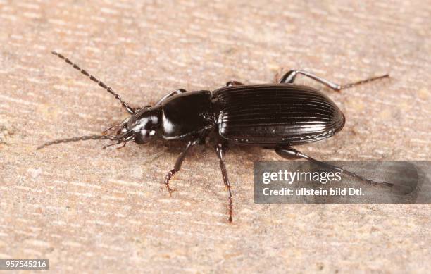 Käfer Laufkäfer Carabidae Pterostichus anthracinus Kohlschwarzer Grabläufer Anthrazit-Grabläufer Insekt Insekten Tier Tiere Naturschutz geschützte...