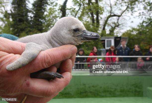 Bergzo Halle Humboldt-Pinguin Spheniscus humboldti Humboldtpinguin Humboldt-Pinguine Humboldtpinguine Seit dem 27.3.2017 schlüpften auf der...