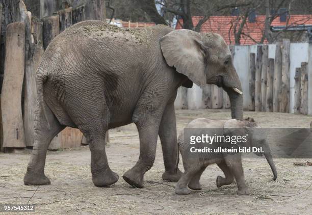 Bergzoo Halle afrikanische Elefanten Tamika Tierkind Tierkinder Elefantenbaby Jungtier Jungtiere