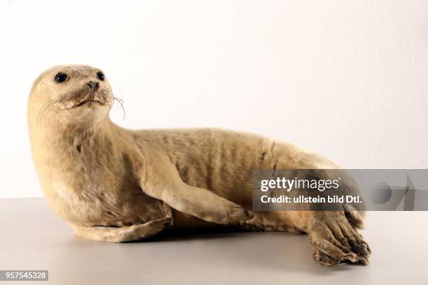 Zoologisches Institut Sitz der Zoologischen Sammlungen der Martin Luther Universität Die Sammlungen erhielten viele Tierpräparate aus der aufgelösten...