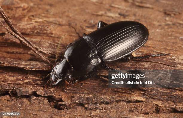 Käfer Laufkäfer Carabidae Harpalus caspius Schnellläufer Insekt Insekten Tier Tiere Naturschutz geschützte Art Macroaufnahme Makroaufnahme...