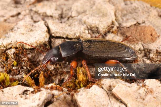 Käfer Laufkäfer Carabidae Harpalus rufipes Behaarter Erdbeersamenlaufkäfer Insekt Insekten Tier Tiere Naturschutz geschützte Art Macroaufnahme...