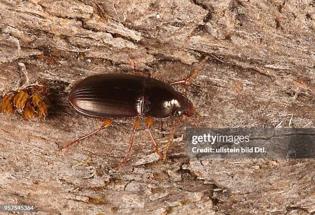 Käfer Laufkäfer Carabidae Amara bifrons Brauner Punkthals-Kamelläufer Insekt Insekten Tier Tiere Naturschutz geschützte Art Macroaufnahme...