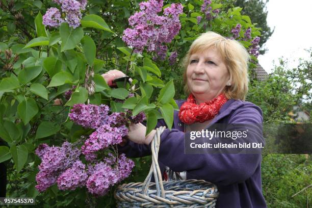 Gabi Schumann 55 aus Schlaitz vom Kräuterhof Sommerwiese macht aus Flieder Fliederblüten schmackhafte Lebensmittel Foto: Gabi Schumann bei der...