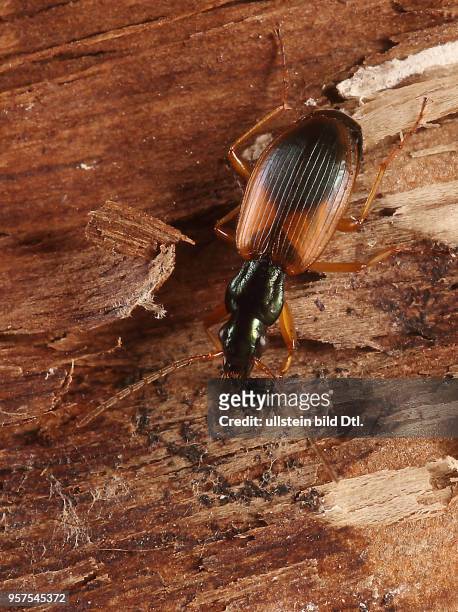 Käfer Laufkäfer Carabidae Buntfarbener Putzläufer Anchomenus dorsalis Insekt Insekten Tier Tiere Naturschutz geschützte Art Macroaufnahme...