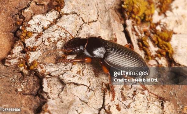 Käfer Laufkäfer Carabidae Harpalus rufipes Behaarter Erdbeersamenlaufkäfer Insekt Insekten Tier Tiere Naturschutz geschützte Art Macroaufnahme...