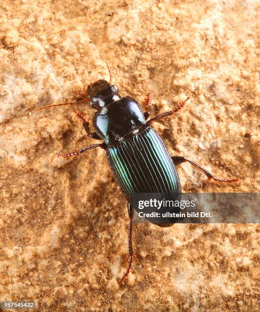 Käfer Laufkäfer Carabidae Harpalus honestus Blaugrüner Schnellläufer Insekt Insekten Tier Tiere Naturschutz geschützte Art Macroaufnahme...