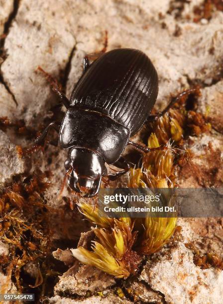 Käfer Laufkäfer Carabidae Harpalus froelichii Schnellläufer Insekt Insekten Tier Tiere Naturschutz geschützte Art Macroaufnahme Makroaufnahme...