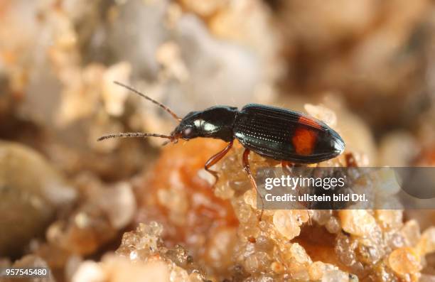 Käfer Laufkäfer Carabidae Großfleckahlenläufer Bembidion modestum Insekt Insekten Tier Tiere Naturschutz geschützte Art Macroaufnahme Makroaufnahme...