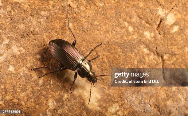 Käfer Laufkäfer Carabidae Kupferfarbener Buntgrabläufer oder Kupferiger Schulterläufer Poecilus cupreus Insekt Insekten Tier Tiere Naturschutz...