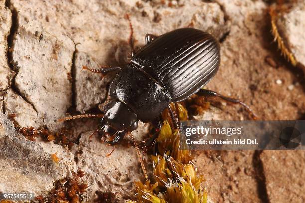 Käfer Laufkäfer Carabidae Harpalus froelichii Schnellläufer Insekt Insekten Tier Tiere Naturschutz geschützte Art Macroaufnahme Makroaufnahme...