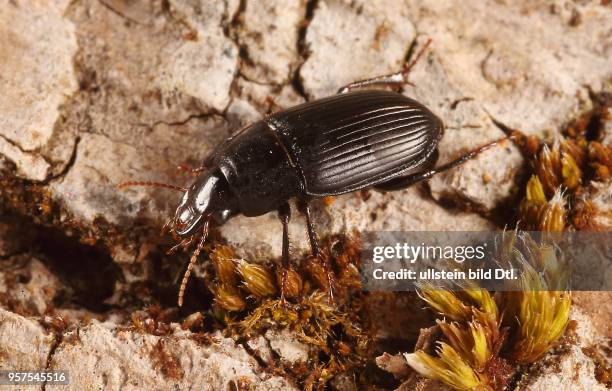 Käfer Laufkäfer Carabidae Harpalus froelichii Schnellläufer Insekt Insekten Tier Tiere Naturschutz geschützte Art Macroaufnahme Makroaufnahme...