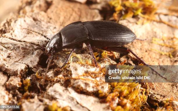 Käfer Laufkäfer Carabidae Abax ovalis Ovaler Brettläufer Ovaler Breitläufer Insekt Insekten Tier Tiere Naturschutz geschützte Art Macroaufnahme...