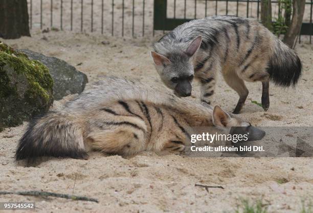 Bergzoo Halle / zum ersten Mal hat der Bergzoo ein Pärchen Erdwölfe Erdwolf europaweit gibt es nur 14 Tiere in den Zoos